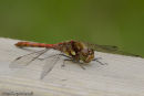 Male Common Darter
