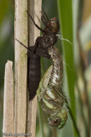 Common Hawker Dragonfly emerging from its exuvia.