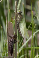 Common Hawker
