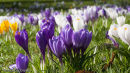 Crocus