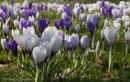 Crocus