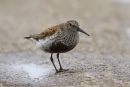 Dunlin in summer plumage