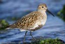Dunlin in summer plumage