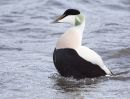 Eider male