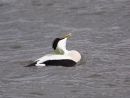 Male Eider displaying