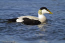 Eider Duck, male