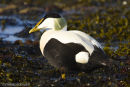 Eider Duck, Male