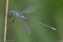 Emerald Damselfly