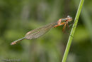 Emerald Damselfly