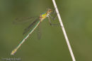 Emerald Damselfly, female