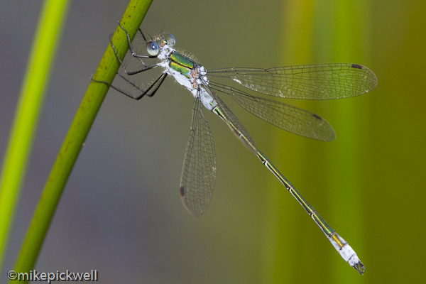 Emerald Damselfly, male