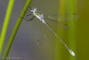 Emerald Damselfly, male
