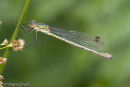 Female Emerald Damselfly