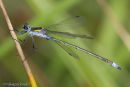 Male Emerald Damselfly
