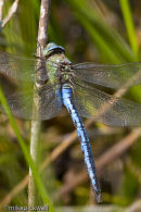 Emperor Dragonfly, male