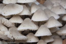 Fairy Ink Cap (Coprinus species)