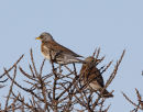 Fieldfare