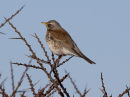 Fieldfare