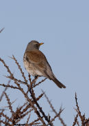 Fieldfare