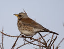 Fieldfare