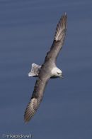Fulmar