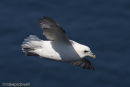 Fulmar