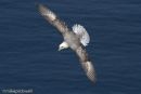 Fulmar