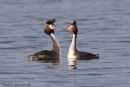 Great Crested Grebes, courtship display