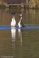 Great Crested Grebes, courtship display