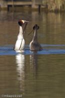 Great Crested Grebes, courtship display