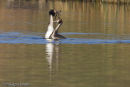 Great Crested Grebes, courtship display