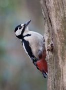 Greater Spotted Woodpecker, male