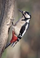 Female Greater Spotted Woodpecker