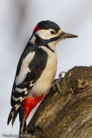 Greater Spotted Woodpecker