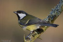 Great Tit
