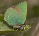 Green Hairstreak