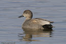 Gadwall