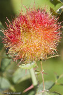 Pincushion Gall on wild rose
