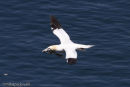 Gannet