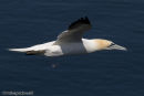 Gannet