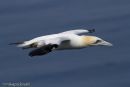 Gannet