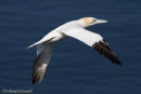 Gannet