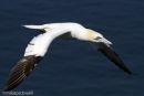 Gannet