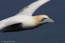 Gannet