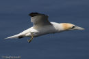 Gannet