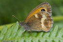 Gatekeeper butterfly