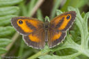 Gatekeeper butterfly