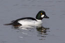 Goldeneye male