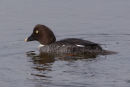 Goldeneye female