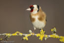 Goldfinch